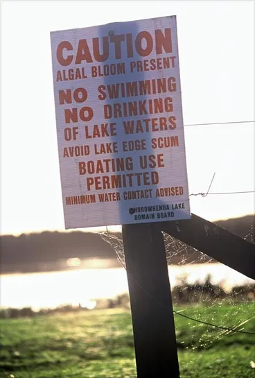 Toxic algae Image: Toxic algae