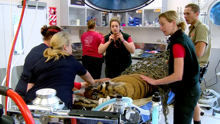 The Animal Files - First Episode