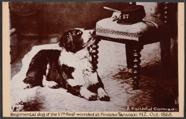 Image: "A faithful comrade", Regimental dog of the 57th Regt. wounded at Poutoka Taranaki