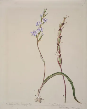 Image: [Thelymitra longifolia]
