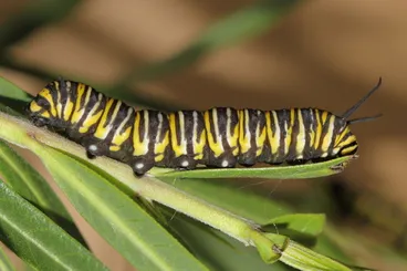 Monarch Image: Monarch