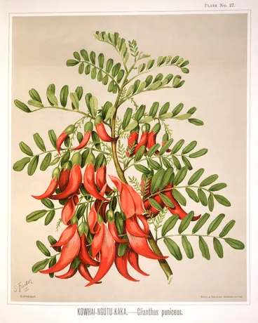 Image: Featon, Sarah Anne, 1848-1927 :Kowhai ngutu kaka - clianthus puniceus. S. Featon. Bock and Cousins Chromo-Litho. [Wellington, 1889]