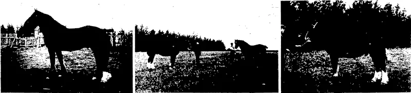 THE YOUNG LION, THE FIRST CONTRIBUTION TO THE WELLINGTON THE BEGINNING OF A ZOO. NEWTOWN PARK. WELLINGTON.  ZOOLOGICAL GARDENS.  The young lion, given to the city of Wellington by the proprietors of Bostock and Wombwell's Circus and Menagerie, is seen at horn? in his new quarters at New town Park. The second view shows the specially-built cage,  which faces the pond in the Park, the onlookers being occupied in watching the lion rolling about arcl enjoying a *u<i bath.  (Photos by J. N. Taylor.)  <1) Mr D. Clark's (Hopefield, Drummond) Hopefield, by Young Kelvin, two years old, recently sold to an Australian buyer. (2) The imported stallion Gartbfield and one of his progeny, a yearling colt. (3) Pride of Garthland,  one year and six months, bred by Mr J. Ewan, Idavale, Drummond, recently sold to Mr J. Clark, Te Arai Station. Hawke's Bay.  PERFORMERS IN THE CACHUOA DANCE. (Photos by A. Northwood.) PERFORMERS IN THE JAPANESE FAN SONG.  SOME OF THE PERFORMERS AT A RECENT SCHOOL CONCERT AT WAIHOPO, AUCKLAND, THE MOST NORTHERLY SCHOOL IN NEW ZEALAND. (Otago Witness, 20 June 1906)