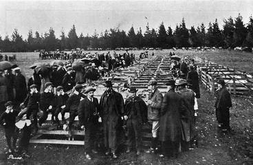 Image: The sheep pens