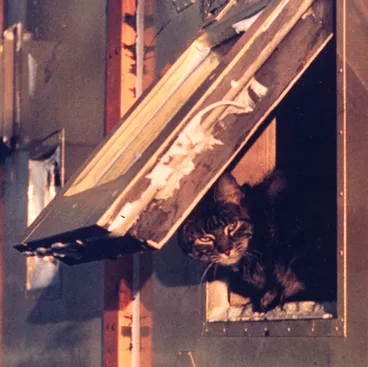 Image: Iggy the Cat - 1959 Winter Over Crew