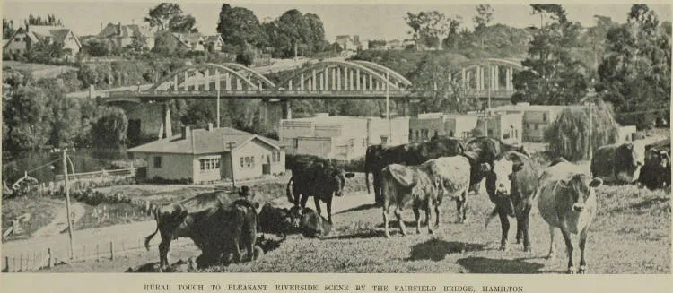 Rural touch to pleasant riverside scene by the Fairfield Bridge, Hamilton