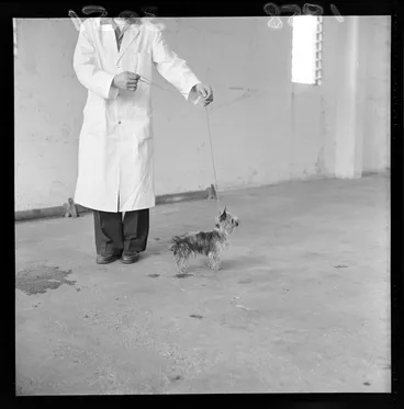 Image: Sydney silkie at the National Dog Show