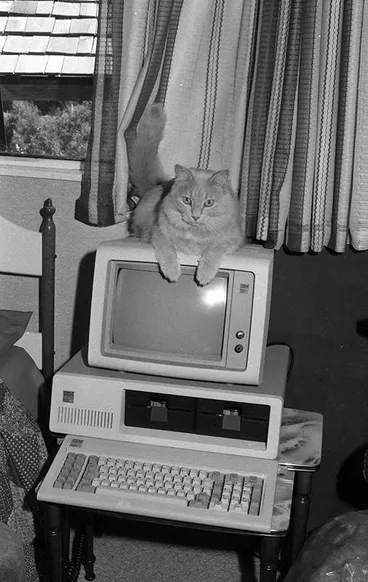 Waterfront Credit Union, Cat Image: Waterfront Credit Union, Cat