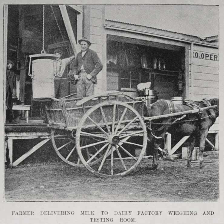 New Zealand Dairy Industry: Farm and Factory Views