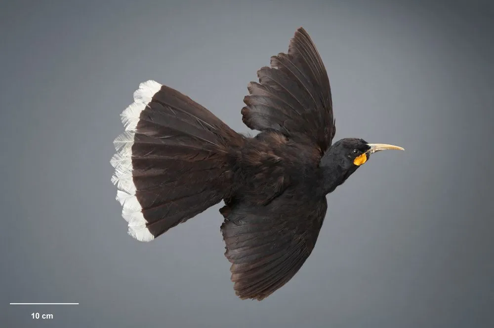 Huia, Heteralocha acutirostris