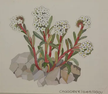 Image: Watercolour of mountain flowers (Myosotis traversii), published on Plate 82 of New Zealand Alpine Plants (1973).