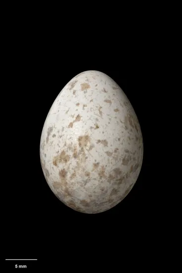 Image: Karure, Petroica traversi