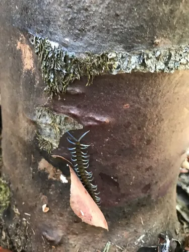 New Zealand giant centipede