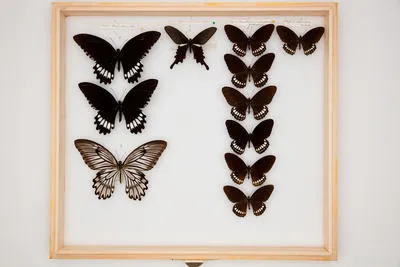 Papilio (Menelaides) macilentus