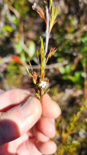 Dracophyllum rosmarinifolium