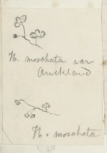 Image: [Buchanan, John], 1819-1898 :N. moschata. N. moschata var Auckland. [ca 1856-1890]