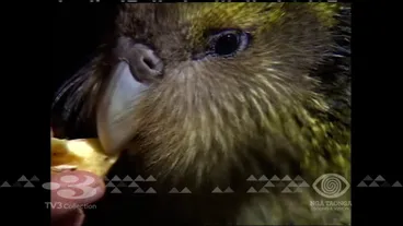 Image: 3 News at 6pm - Sun 16/03/2008 6:00pm - KAKAPO