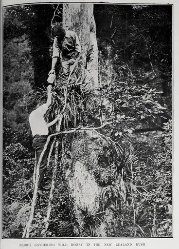 Image: MAORIS GATHERING WILD HONEY IN THE NEW ZEALAND BUSH
