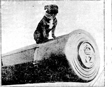 Image: BIG GUN OF H.M.S. NEW ZEALAND. " Tlie Dog vWatch." " Pelorous Jack," the mascot of H.M.S. New Zealand sitting on one of the big guns. It will be remembered that this ship took part in the naval battle off Heliogoland���the first big engagement in which the British dreadnoughts arid battle-cruisers took part. , (Thames Star, 30 September 1914)