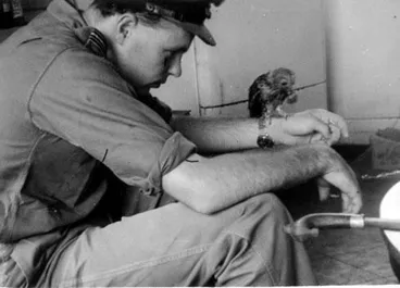 Jungle owl mascot Image: Jungle owl mascot