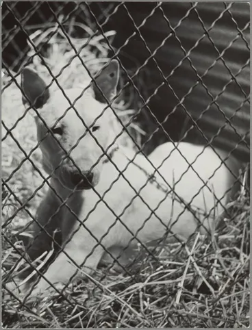 Image: Dog in the pound, Epsom