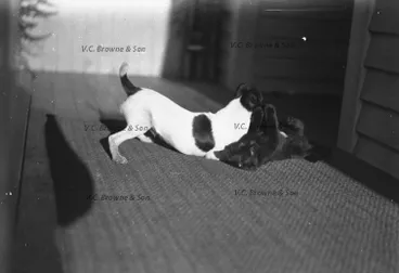 Image: Cat and Dog at play (PB0302/12)