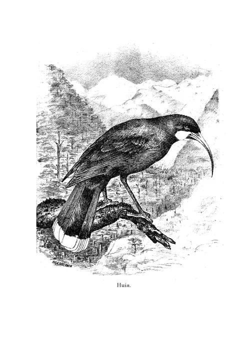 Huia