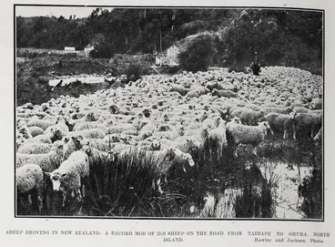 Image: Sheep Droving In New Zealand