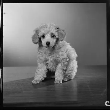 Image: Evans, Poodle