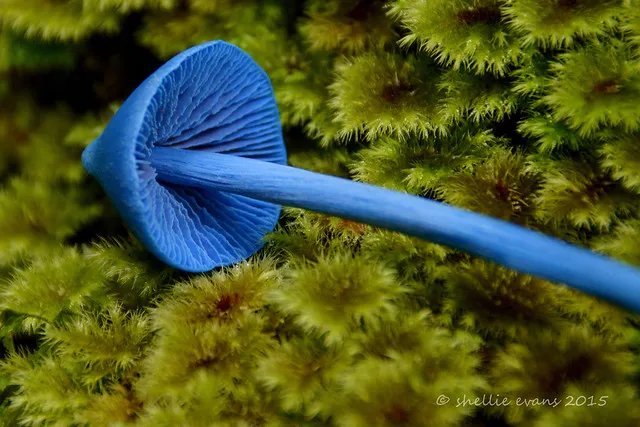 Sky Blue Mushroom (Entoloma hochstetteri)  Lake Kaniere, West Coast