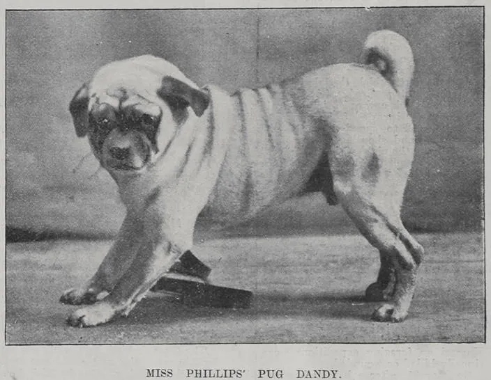 Miss Phillips Pug dog 'Dandy'