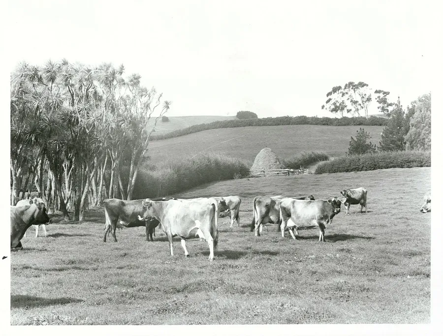 Morrinsville, Waikato