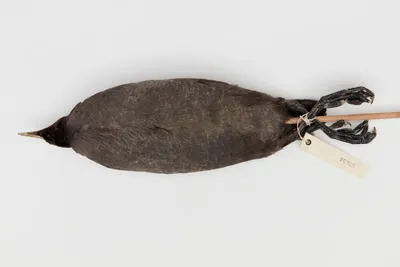 Fulica atra - Eurasian coot