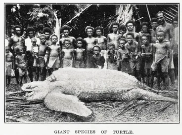 Giant species of turtle Image: Giant species of turtle