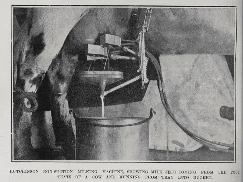 Hutchinson non-suction milking machine showing milk jets coming from the four teats of a cow and running from tray into bucket