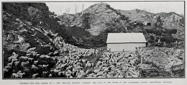Image: Finishing the wool season on a New Zealand station
