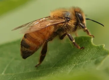 Image: Western Honey Bee