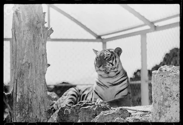 Image: Tiger at Wellington Zoo