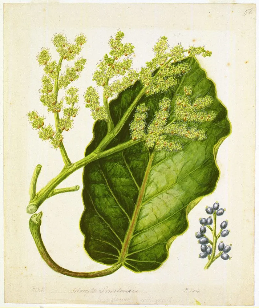 Meryta sinclairii: Puka