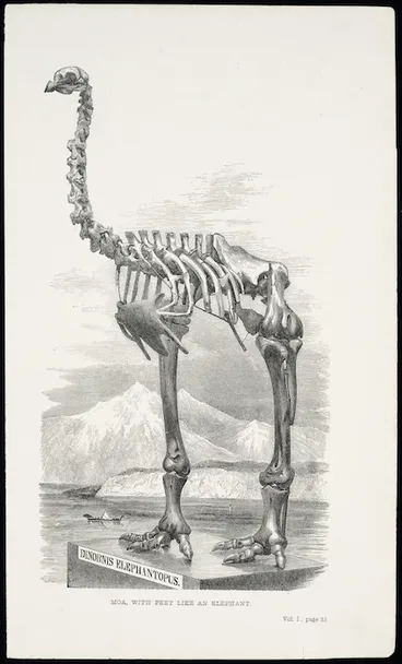 Image: Artist unknown :Moa with feet like an elephant. Dinornis elephantopus. Vol. I, page 32. [London, John Murray, 1859]