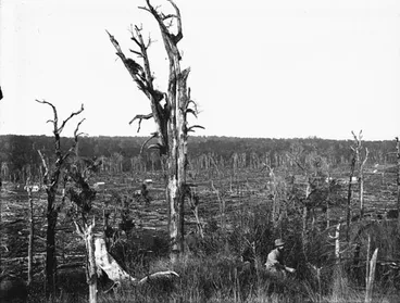 Deforestation Image: Deforestation