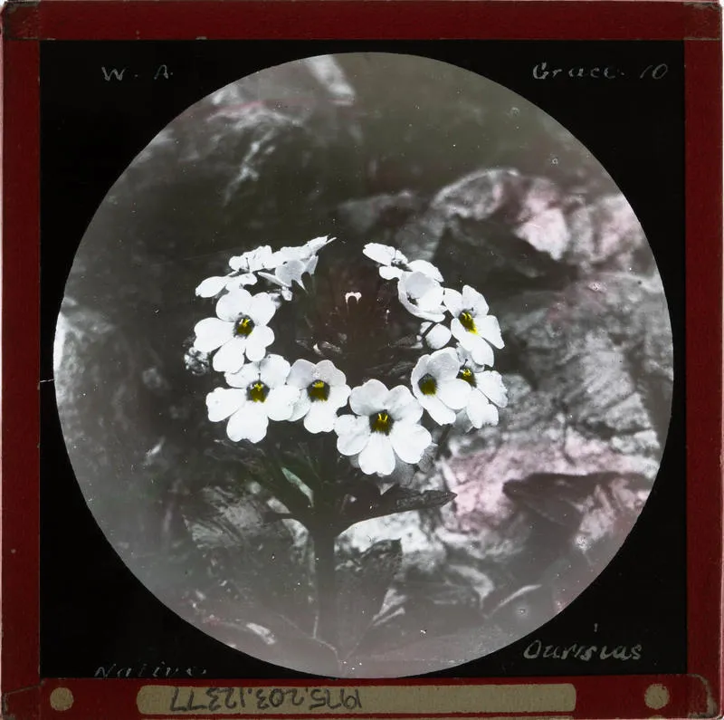 Lantern Slide: native ourisia
