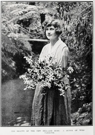 Image: The beauty of the New Zealand bush: a bunch of wild clematis