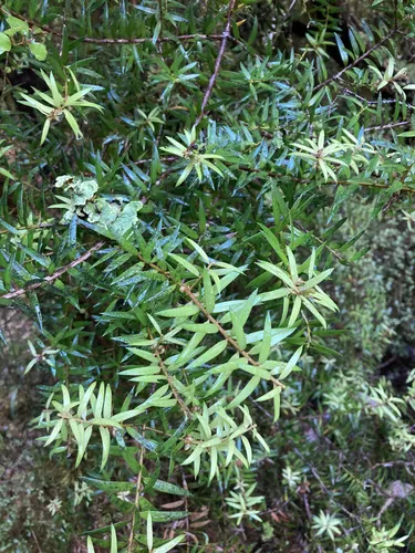 Podocarpus laetus