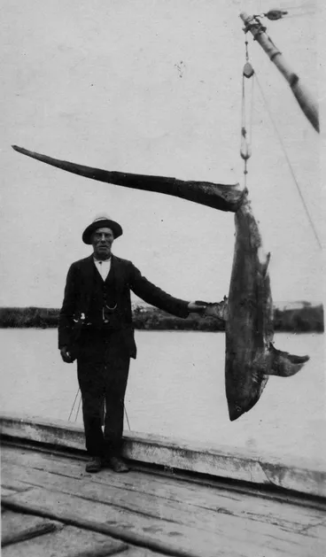 Image: Thresher shark caught at Foxton Beach