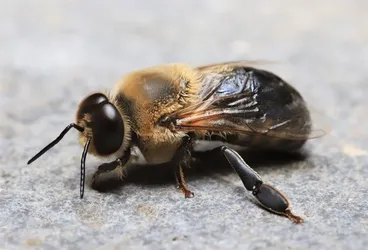 Image: Western Honey Bee