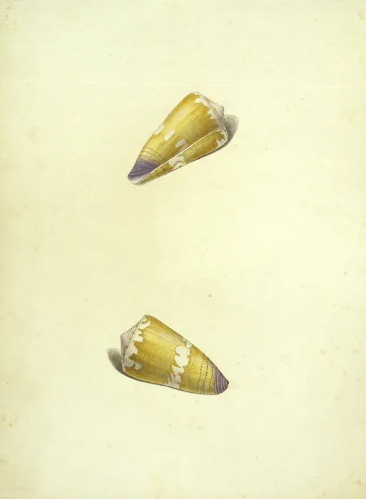Swainson, William, 1789-1855 :Conus pulchellus. [Plate 114]. [Between 1810 and 1820]