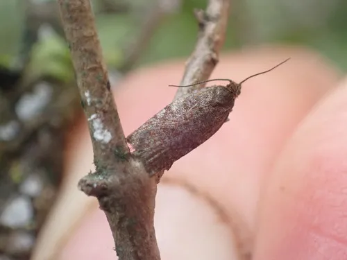 Ericodesma scruposa