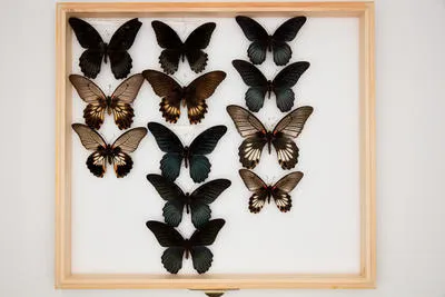 Papilio (Menelaides) memnon pryeri