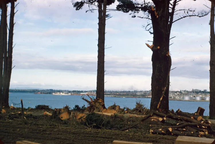 Felling the pines at Northcote Point, 1956